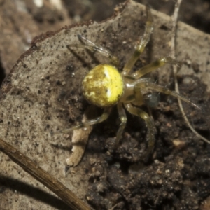 Araneus albotriangulus at Higgins, ACT - 10 Apr 2023 01:48 PM