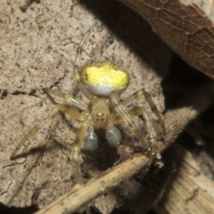 Araneus albotriangulus at Higgins, ACT - 10 Apr 2023