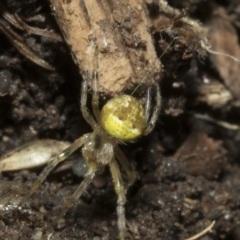 Araneus albotriangulus at Higgins, ACT - 10 Apr 2023