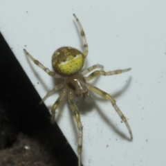 Araneus albotriangulus at Higgins, ACT - 10 Apr 2023