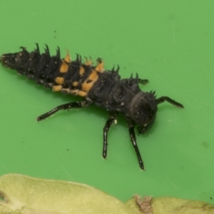 Harmonia conformis at Higgins, ACT - 10 Apr 2023