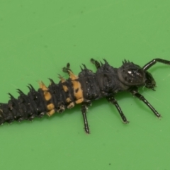 Harmonia conformis at Higgins, ACT - 10 Apr 2023