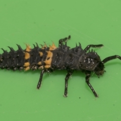 Harmonia conformis at Higgins, ACT - 10 Apr 2023