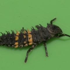 Harmonia conformis at Higgins, ACT - 10 Apr 2023