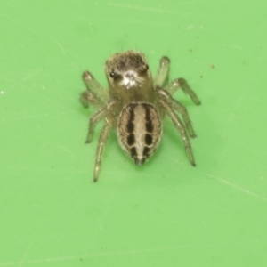 Maratus scutulatus at Higgins, ACT - 10 Apr 2023