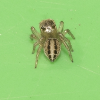 Hypoblemum scutulatum (A jumping spider) at Higgins, ACT - 10 Apr 2023 by AlisonMilton