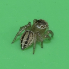 Maratus scutulatus at Higgins, ACT - 10 Apr 2023