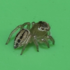 Maratus scutulatus at Higgins, ACT - 10 Apr 2023