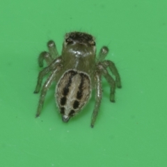 Maratus scutulatus at Higgins, ACT - 10 Apr 2023