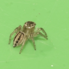 Maratus scutulatus at Higgins, ACT - 10 Apr 2023