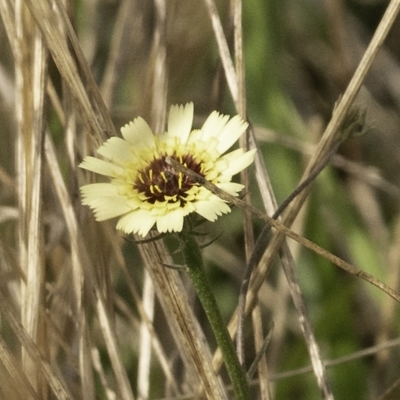 Tolpis barbata (Yellow Hawkweed) at Ginninderry Conservation Corridor - 6 Apr 2023 by Untidy