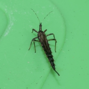 Idolothrips spectrum at Higgins, ACT - 10 Apr 2023