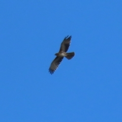 Hieraaetus morphnoides (Little Eagle) at Jerrabomberra Wetlands - 14 Apr 2023 by RodDeb