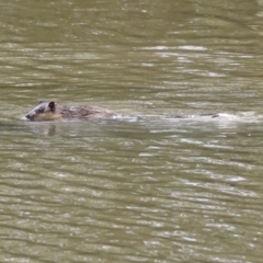 Hydromys chrysogaster (Rakali or Water Rat) at Jerrabomberra Wetlands - 14 Apr 2023 by RodDeb