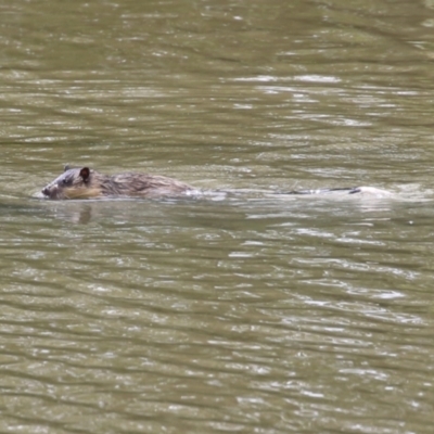 Hydromys chrysogaster (Rakali or Water Rat) at Jerrabomberra Wetlands - 14 Apr 2023 by RodDeb