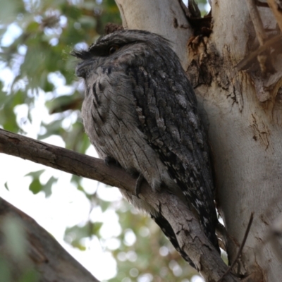 Podargus strigoides (Tawny Frogmouth) at Jerrabomberra Wetlands - 14 Apr 2023 by RodDeb