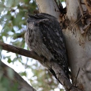 Podargus strigoides at Fyshwick, ACT - 14 Apr 2023