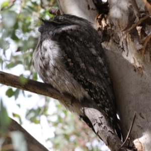 Podargus strigoides at Fyshwick, ACT - 14 Apr 2023