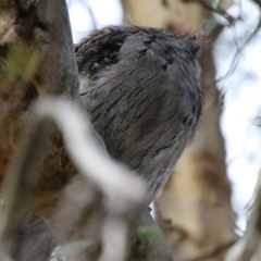 Podargus strigoides at Fyshwick, ACT - 14 Apr 2023