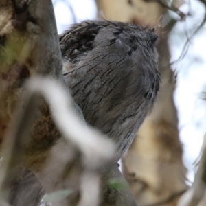 Podargus strigoides at Fyshwick, ACT - 14 Apr 2023 12:49 PM