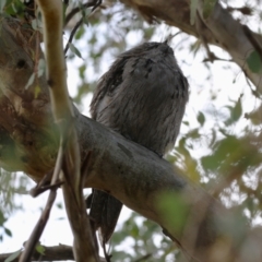 Podargus strigoides at Fyshwick, ACT - 14 Apr 2023