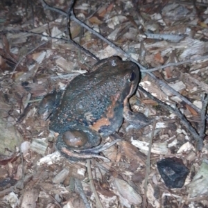 Limnodynastes dumerilii at Tarago, NSW - 14 Apr 2023 09:46 PM