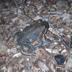 Limnodynastes dumerilii (Eastern Banjo Frog) at Tarago, NSW - 14 Apr 2023 by DrDJDavidJ