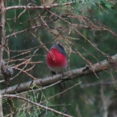 Petroica rosea (Rose Robin) at Jerrabomberra Wetlands - 14 Apr 2023 by RodDeb