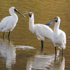 Platalea regia (Royal Spoonbill) at QPRC LGA - 14 Apr 2023 by Harrisi