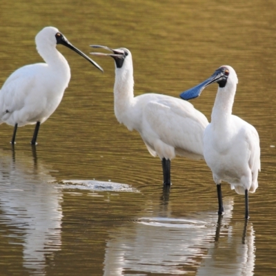 Platalea regia (Royal Spoonbill) at QPRC LGA - 14 Apr 2023 by Harrisi