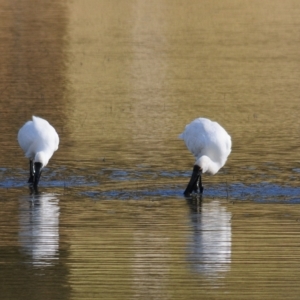 Platalea regia at Bungendore, NSW - 14 Apr 2023