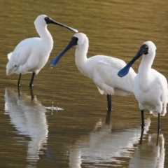 Platalea regia at Bungendore, NSW - 14 Apr 2023