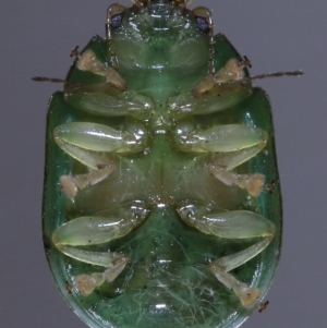 Paropsides calypso at Wellington Point, QLD - suppressed