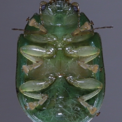 Unidentified Leaf beetle (Chrysomelidae) at Wellington Point, QLD - 12 Apr 2023 by TimL