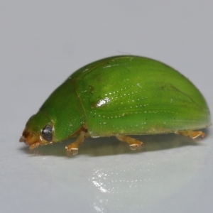 Paropsides calypso at Wellington Point, QLD - suppressed
