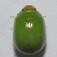 Paropsides calypso at Wellington Point, QLD - suppressed