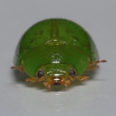 Paropsides calypso at Wellington Point, QLD - suppressed