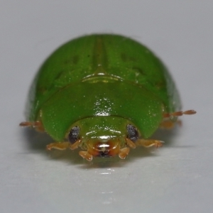 Paropsides calypso at Wellington Point, QLD - suppressed