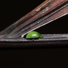 Paropsides calypso at Wellington Point, QLD - suppressed