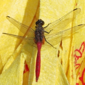 Orthetrum villosovittatum at Wellington Point, QLD - suppressed