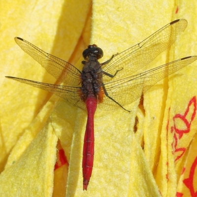 Unidentified Dragonfly (Anisoptera) at Wellington Point, QLD - 12 Apr 2023 by TimL