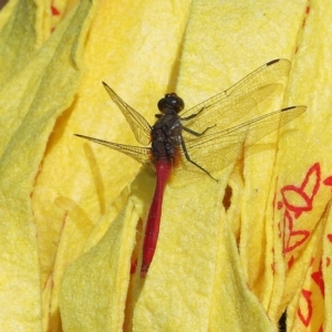 Orthetrum villosovittatum at Wellington Point, QLD - suppressed