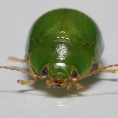 Unidentified Leaf beetle (Chrysomelidae) at Wellington Point, QLD - 12 Apr 2023 by TimL