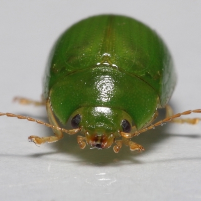 Unidentified Leaf beetle (Chrysomelidae) at Wellington Point, QLD - 12 Apr 2023 by TimL