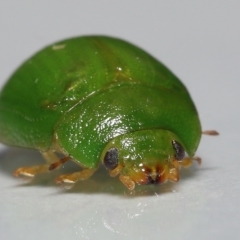 Paropsides calypso at Wellington Point, QLD - suppressed