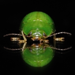 Paropsides calypso at Wellington Point, QLD - suppressed
