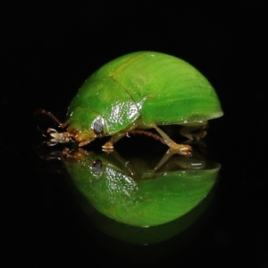Paropsides calypso at Wellington Point, QLD - suppressed