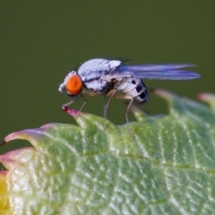 Luzonimyia cineracea (A fruit fly) at Florey, ACT - 10 Apr 2023 by KorinneM