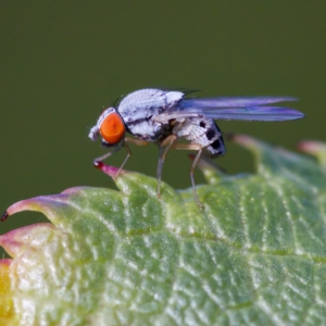 Luzonimyia cineracea at suppressed - 10 Apr 2023