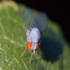 Luzonimyia cineracea at suppressed - suppressed